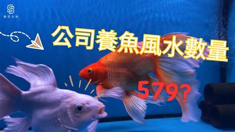 風水缸魚數量|風水魚：多少最旺宅？